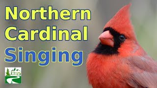 Cardinal Singing amp Call Sounds [upl. by Nyvets]