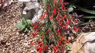 Red Fire Cracker Fern Russelia equisetiformis  Lisas Landscape amp Design quotPlant Pick of the Dayquot [upl. by Amles]