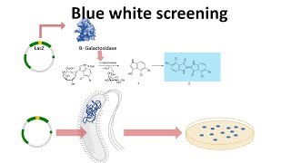 blue white screening [upl. by Iruj]