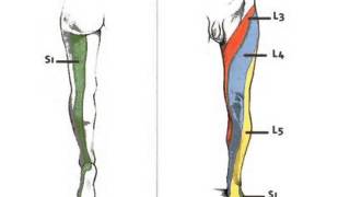 Sensory Neurography  Peroneal Nerve [upl. by Dnomsed618]