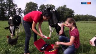 Kann man auf einer Kuh reiten  Aussenseiter Spitzenreiter  MDR [upl. by Tiga]