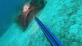 Spearfishing Destin Fl [upl. by Braasch]