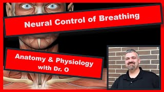 Neural Control of Breathing Anatomy and Physiology [upl. by Aihpledalihp]