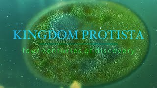 Kingdom Protista  Four Centuries Of Discovery [upl. by Fugate]