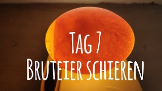 Projekt Hühnerhaltung Tag 7  Bruteier durchleuchten  schieren 🥚🐣🐥 Die GartenFarm [upl. by Doll]