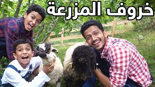 شرينا خرفان للمزرعة🐑 [upl. by Hanleigh]