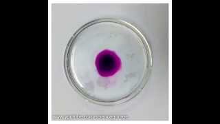 Potassium Permanganate Diffusion Time Lapse [upl. by Areemas349]