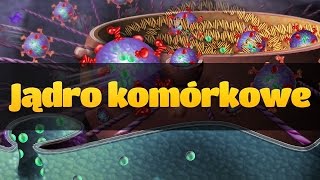 Cytologia jądro komórkowe [upl. by Notned387]