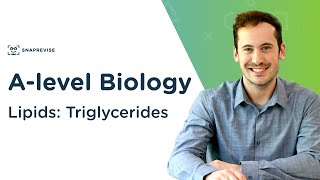 Lipids Triglycerides  Alevel Biology  OCR AQA Edexcel [upl. by Sorci]