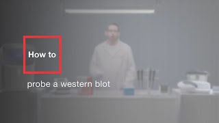 How to probe a western blot [upl. by Forest]