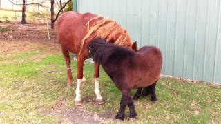 Two stallions socialising [upl. by Levinson]