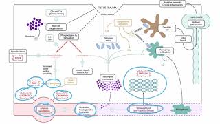 The Kinin System for the USMLE Step 1 [upl. by Ashli]