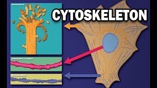 THE CYTOSKELETON  MICROTUBULES INTERMEDIATE FILAMENTS MICROFILAMENTS [upl. by Siladnerb]