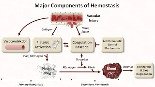 Hemostasis Lesson 1  An Introduction [upl. by Graces]