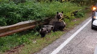 Am intalnit o ursoaica cu 3 ursuleți pe Transfagarasan [upl. by Bulley]