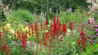 Gardening Tips amp Flowers  How to Grow Cardinal Flower Lobelia Cardinalis [upl. by Hanser]