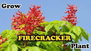 how to grow Firecracker Plant  Russelia Equisetiformis [upl. by Melloney]