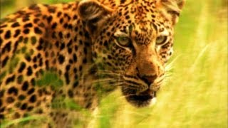 A Leopards Cruel Kill [upl. by Mont]