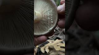 Mushroom ASMR Milk Cap Slicing [upl. by Hsitirb]