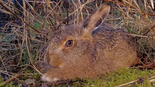 All You Need To Know About Hares  Live QampA  Discover Wildlife  Robert E Fuller [upl. by Eninej]