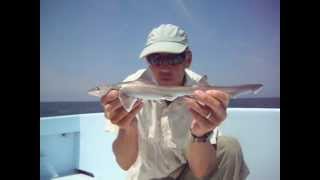 Smooth Dogfish Shark Identification [upl. by Nasar577]