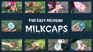 Five Easy Michigan Milkcaps [upl. by Tenney]