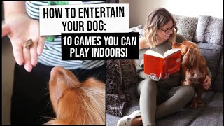 10 Games to Play with Your Dog indoors  How to Entertain Your Dog  xameliax [upl. by Kirsteni]