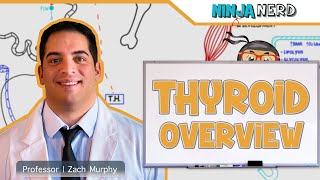 Endocrinology  Thyroid Overview [upl. by Aldarcy]