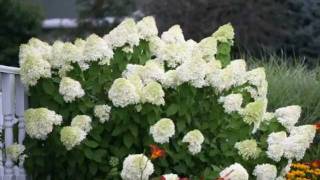 How to Prune Limelight Hydrangea [upl. by Alim]