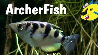 Archerfish Profile Care and Feeding [upl. by Slaby]