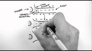 Action Potentials 3  Action Potential Propagation [upl. by Neelon]