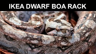 Ikea Dwarf Boa Rack [upl. by Sherar418]