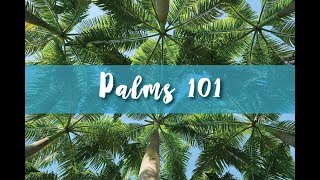 Palms 101 Part 1 [upl. by Katlaps]