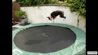 Dogs on Trampolines Compilation [upl. by Eilsek440]