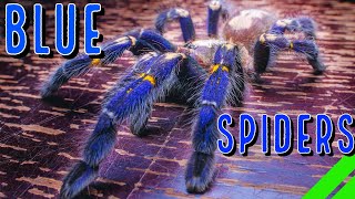 Top 10 BLUE Tarantulas  YOU Wont Believe Your Eyes [upl. by Garnes598]