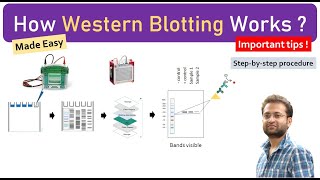 What is Western Blotting How it works Made easy [upl. by Pearlman]