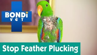 How To Stop My Bird From Feather Plucking  Ask Bondi Vet [upl. by Chip759]