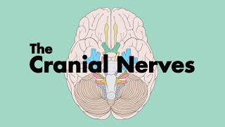 How to Remember the Cranial Nerves Mnemonic  MEDZCOOL [upl. by Essa]