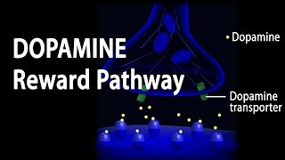 Neuroscience Basics Dopamine Reward Pathway Animation [upl. by Llewon]