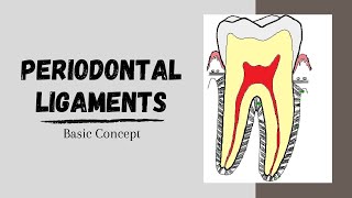 Periodontal ligaments Introductory Concepts [upl. by Oedama]