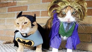 CATS in Ridiculously Adorable COSTUMES Funny Pets [upl. by Assiralk712]