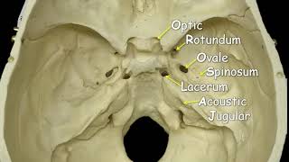 Cranial Foramina  Mnemonic Phrase [upl. by Schubert]