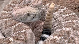 Western Diamondback Rattlesnake 2011 [upl. by Germano]