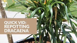 Repotting Dracaena  Dracaena Marginata  Dracaena Reflexa [upl. by Lateh]