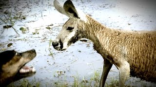 Kangaroo Tries to Drown Dog and Attacks The Owner [upl. by Cos25]