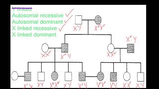 Pedigree Analysis [upl. by Ettennej]