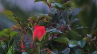 Andre Rieu  The Rose Spring [upl. by Eellehs]