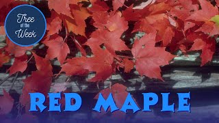 Tree of the Week Red Maple [upl. by Carey]