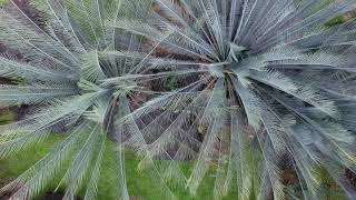 macrozamia macdonnellii [upl. by Haizek]