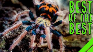 Top 10 New World Tarantulas  MUST HAVE Species [upl. by Ettenajna]